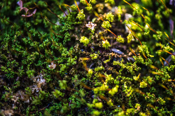 Fototapeta premium moss on the natural wood in forest,