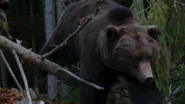 Two large bear walking in the woods