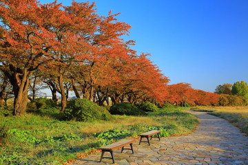 展勝地　桜並木の紅葉