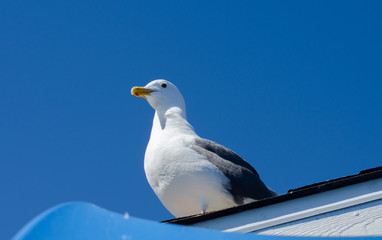 A beautiful portrait of seagull at port of San Francisco, Califo