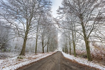 Winter forest landscape with sandy road