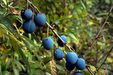 wild plum on a bush branch
