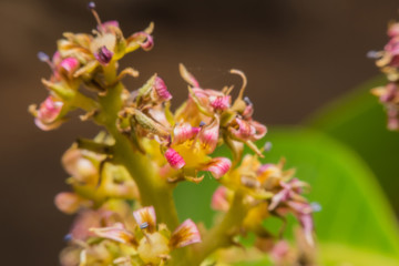 Close up beautiful wildflower background,Macro view