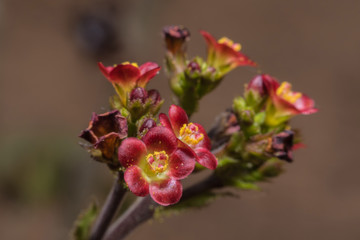 Obraz premium Close up beautiful wildflower background,Macro view