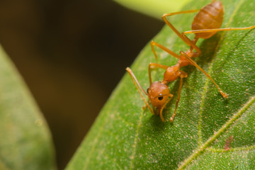 Red ant Macro view