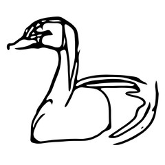 Swan Drawing Sketch 