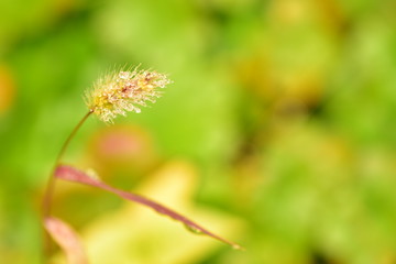 水玉が付いたエノコログサ