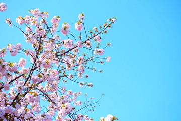 八重桜