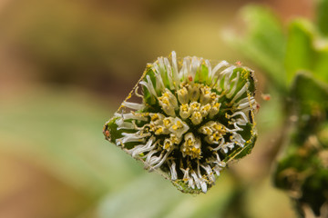 Macro flower bud,close up small yellow flower in the garden