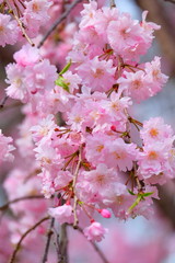 Fototapeta premium しだれ桜