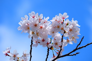 桜