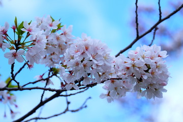 桜
