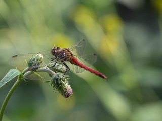 Dragonfly