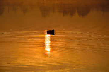 Kaczka na jeziorze pod słońce.