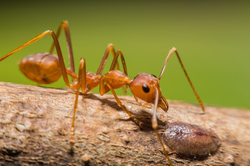 Red ant macro view in nature