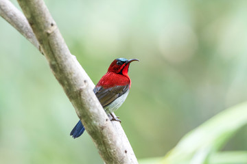 Crimson Sunbird in the wild