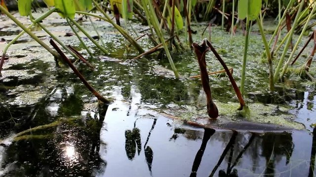 Reflejos de plantas acu&aacute;ticas en el lago