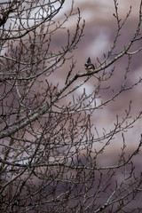 Fototapeta na wymiar Small Alaskan Kingfisher spending an evening sitting on a Alder Branch. 