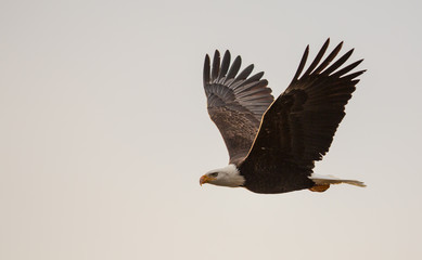 Wings spread high, Alaskan Bald Eagle.