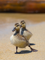 Little Mallard Ducklings playing, walking on white sand beach.  Will make you smile.