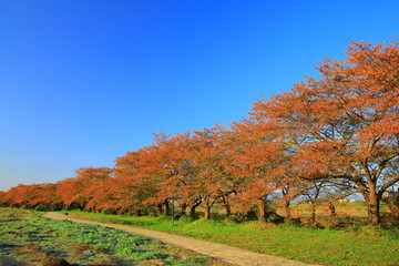 展勝地　桜並木の紅葉