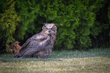 Young Great Horned Owl walking in the grass looking back. 