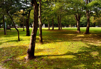 Moss of forest in the City Park in Fukuoka city, Japan. It is in October.