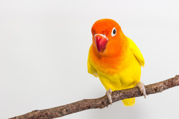 Yellow Lovebird on branch