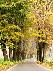 Viale alberato in autunno