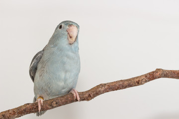Mauve Forpus, Parakeet, Bird