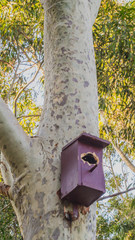 breeding box in the park