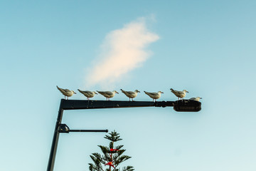 flock of seagull marching on the lamp pole
