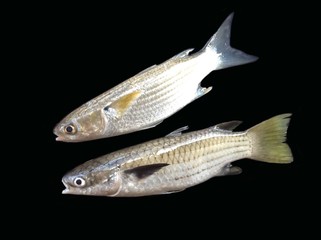 Flathead gray mullet fish and diamond scale mullet fish isolated on black background,fresh mullet...