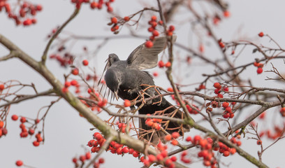 amsel mit beere