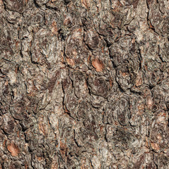 Pine tree bark close up seamless texture, can be repeated side by side without seams