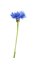 blue cornflowers on white background