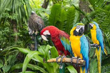 Scarlet Macaw parrot and  blue-and-yellow macaw (Ara ararauna)