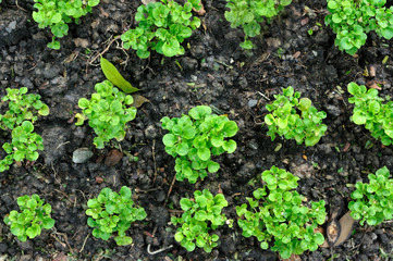 Small plant growth on black soil, pattern and texture
