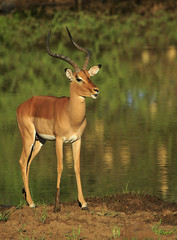 Male impala at the waterhole