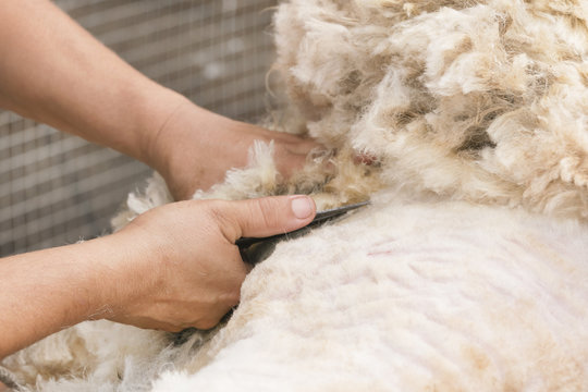 Shearing. Man's hand with scissors cuts the hair with a white sheep
