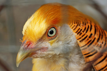 Golden Pheasant