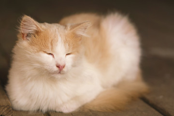 Naklejka na ściany i meble Sleeping white and red fluffy cat