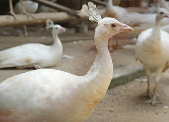 White Peacock