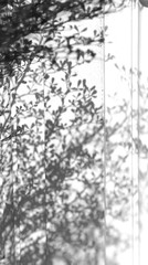 shadow of the leaves on a white wall