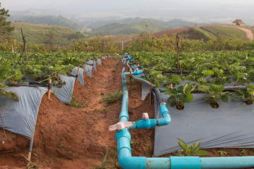 irrigation of strawberry field