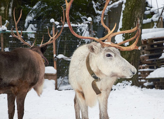 two reindeer winter grazing paddock