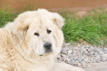 Huge white fluffy caucasian shepherd dog lying on a gray pebble