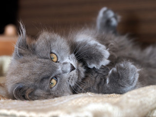 Cute gray fluffy kitten with yellow eyes