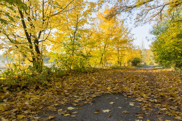 Yellow-orange maple leaves and fallen leaves on the road.