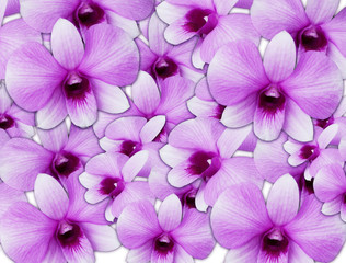 Background pattern of Purple orchid